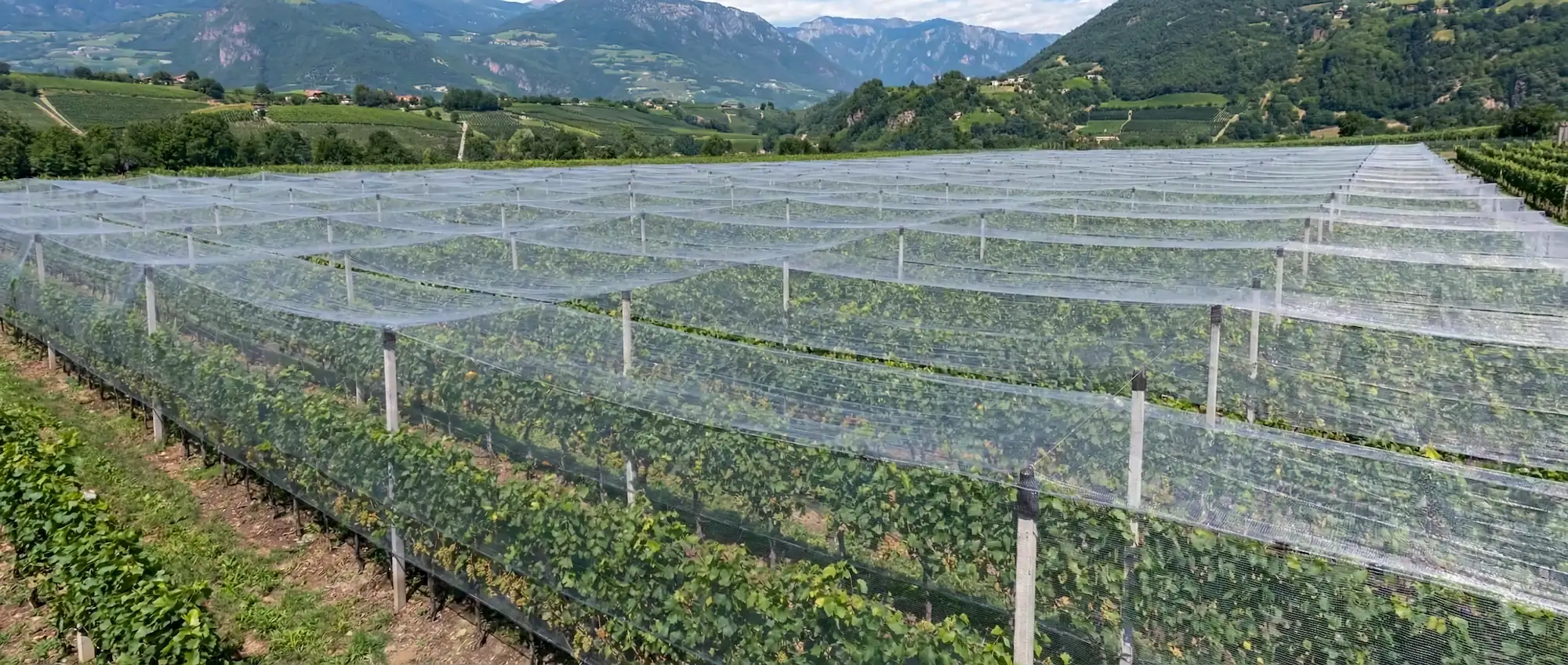 Rete antigrandine per agricoltura, vigneti e frutteti