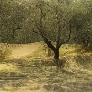 Rete per raccolta olive professionale in polietilene HD con spacco e bordo rinforzato