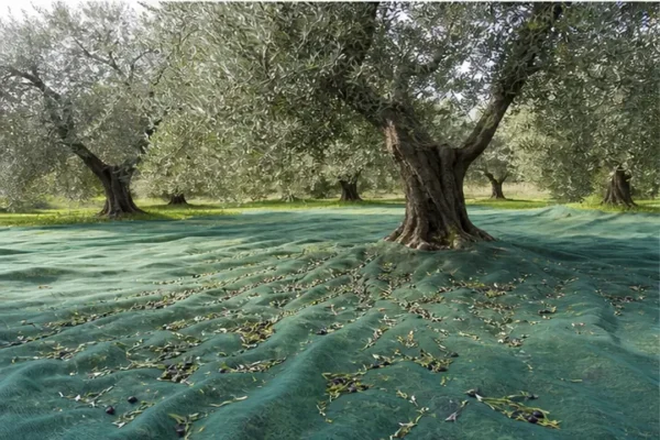 Rete verde stesa sotto gli ulivi per raccogliere le olive.