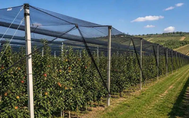 Reti antigrandine per frutteti e coltivazioni