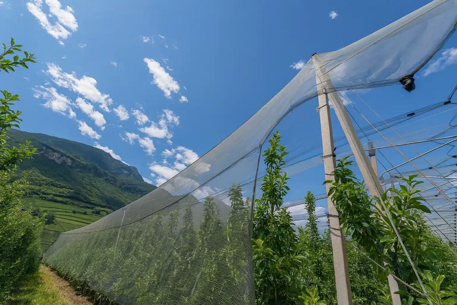 Rete antigrandine per vigneti e frutteti installata su impianto agricolo