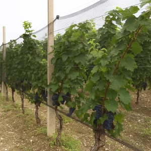 Rete antigrandine per vigneti e orti.